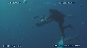 PLONGEUR, REQUIN TIGRE