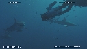 PLONGEUR, REQUIN TIGRE