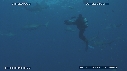REQUINS POINTE NOIRE, PLONGEUR