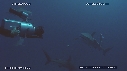 PLONGEUR, REQUIN TIGRE