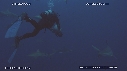 PLONGEUR, REQUIN TIGRE