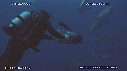 REQUINS POINTE NOIRE, PLONGEUR