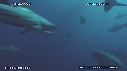 PLONGEUR, REQUIN TIGRE