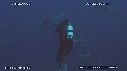 PLONGEUR, REQUIN TIGRE