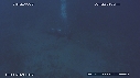 PLONGEUR, REQUIN TIGRE