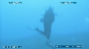 REQUINS TIGRE, PLONGEUR