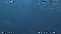 SARDINES, DAUPHINS