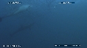 SARDINES, DAUPHINS, FOUS