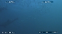 SARDINES, DAUPHINS, FOUS