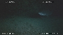 REQUINS RAGGAD TOOTH