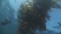 KELP