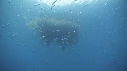 KELP, CHINCHARD