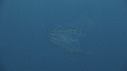 JELLY FISH, POISSONS