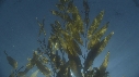 KELP