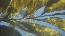 KELP