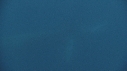 BALEINE BLEUE