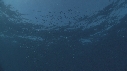SARDINES