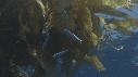 KELP, CHINCHARD