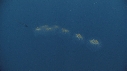 SALP