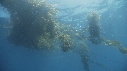 KELP, POISSONS
