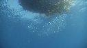 KELP, POISSONS
