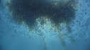 KELP, POISSONS
