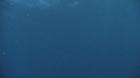 SARDINES