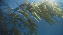 KELP, POISSONS