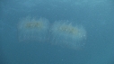 CICLOSALPHA