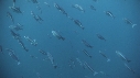 KELP, POISSONS BLEUS