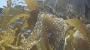 KELP, POISSONS BLEUS
