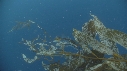 KELP, REQUIN MAKO