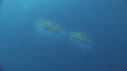 CICLOSALPHA
