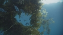 KELP, POISSONS BLEUS