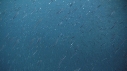 KELP, POISSONS BLEUS