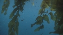 KELP, POISSONS BLEUS
