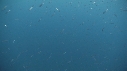 POISSONS