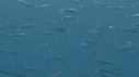 POISSONS