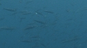 POISSONS