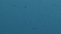 KELP, POISSONS BLEUS