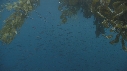KELP, POISSONS BLEUS