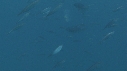 POISSONS, JELLYFISH