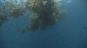KELP, POISSONS BLEUS