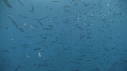 POISSONS