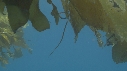 KELP, SYNGNATHE