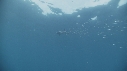 REQUIN PEAU BLEUE