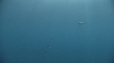 REQUIN PEAU BLEUE