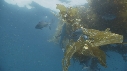 REQUIN PEAU BLEUE