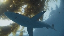 REQUIN PEAU BLEUE