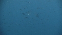 SALP, POISSON